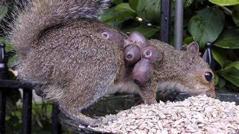 A squirrel with rodent bot fly larvae burrowed under its skin : r/WTF