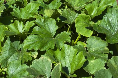 Premium Photo | Zucchini seedling growing on a vegetable bed ...