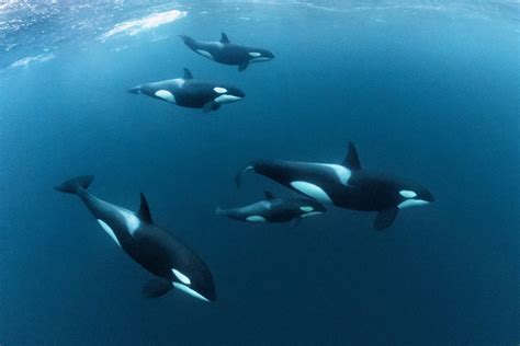 Menopause is very rare among animals. Here’s why orcas go through it.