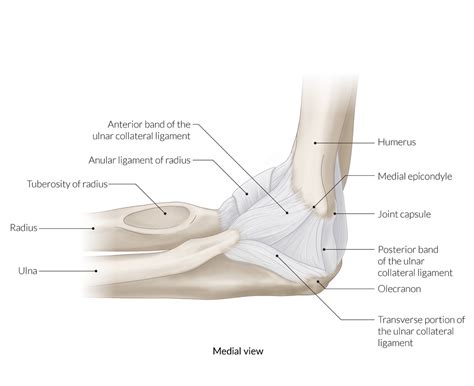 Medial Epicondyle Of Humerus Pain - Lateral Epicondylitis A K A Tennis Elbow Dr Scott Powell ...