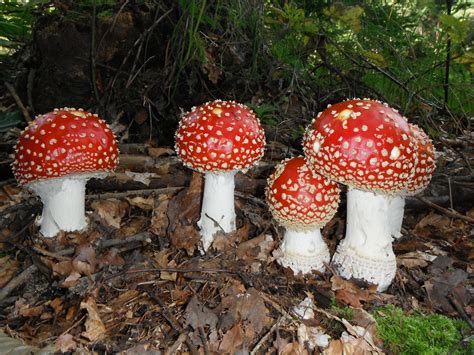 Free Images : red, fungus, mushrooms, toadstools, fly agaric, bolete, coloured, poisonous ...