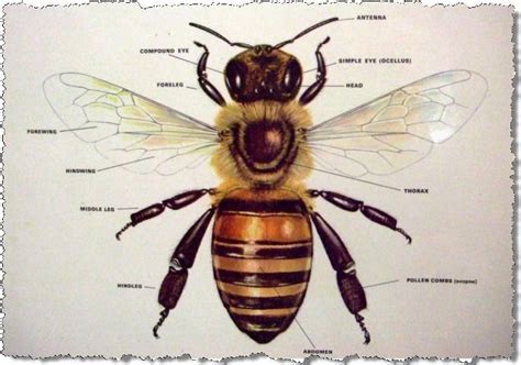 Honey Bee - Parts of Its Body | Bee, Honey bee photos, Honey bee life cycle