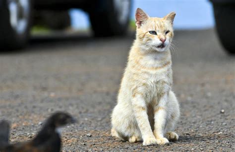 Feral cats make invasive species list - The Garden Island