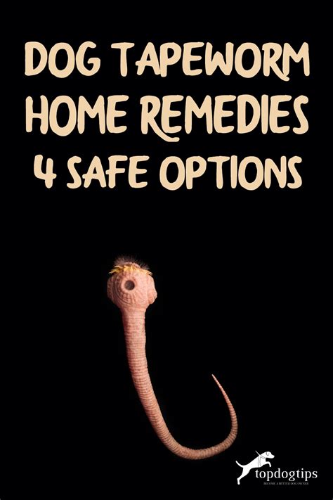 Dog Tapeworm Home Remedies: 4 Safe Options – Top Dog Tips