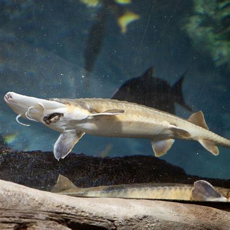 Shovelnose Sturgeon - Georgia Aquarium