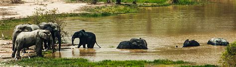 Mole National Park - Northern Region of Ghana, West Africa