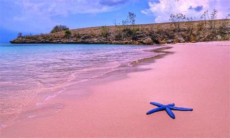 Pantai Pink Lombok - Daya Tarik, Aktivitas Liburan, Lokasi & Harga ...