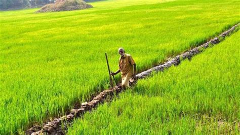 Kerala agriculture minister: Organic and natural farming will give farmers self reliance and ...