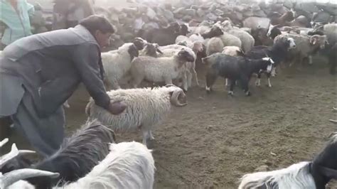 fight between sheep - YouTube