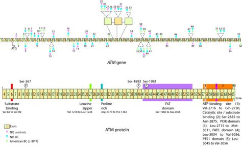 Schematic illustration of the ATM gene. The distribution of the... | Download Scientific Diagram