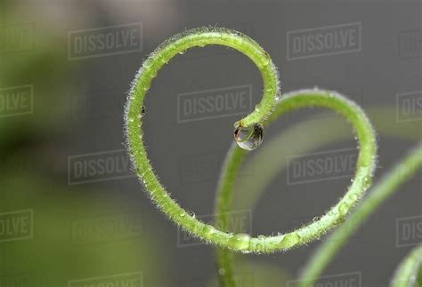 Indonesia, Banten, Tangerang, Plant - Stock Photo - Dissolve