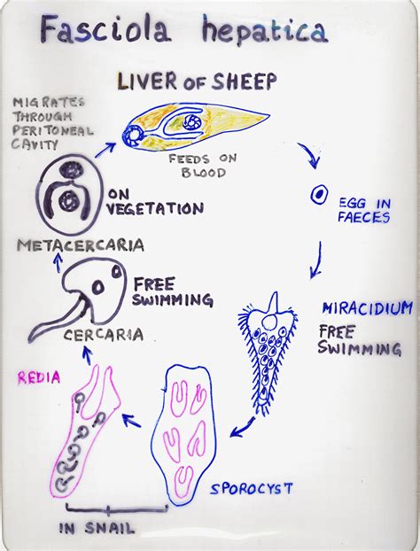 The Secret Life (Cycles) of Animals: Tapeworm Life Cycle