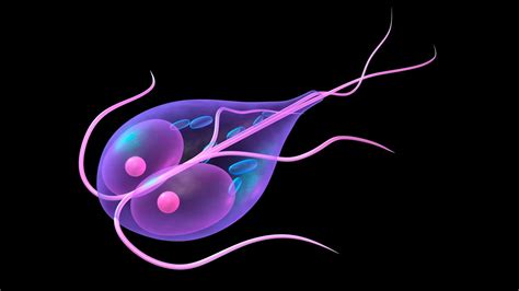 Giardia lamblia, Giardiasis, Morphology, life cycle, Lab diagnosis, Treatment - YouTube