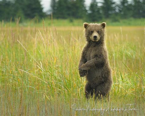 Cute Bear Cub Standing Upright - Shetzers Photography