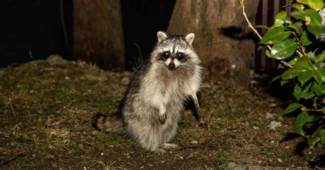 Do All Raccoons Carry The Rabies Virus? | NJ Pest Control