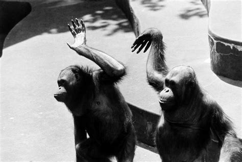 Pier 24 Garry Winogrand - "The Animals" - Pier 24