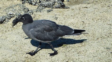 Lava Gulls - Gulls of the Galapagos Islands