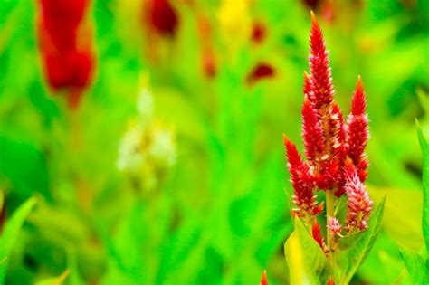 Premium Photo | Celosia bouquet is bloom in garden during the summer