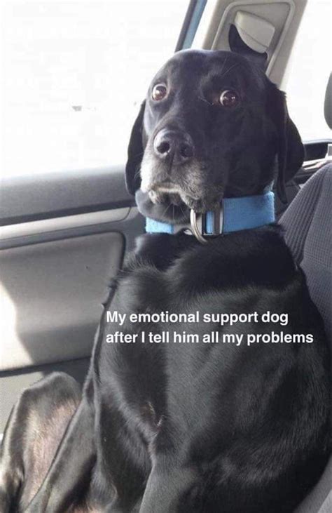 a black dog sitting in the back seat of a car