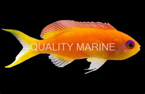 Lyretail Anthias, Female - Quality Marine