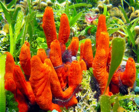 Sea sponges play a critical role in the ocean, and they are rapidly vanishing - Earth.com