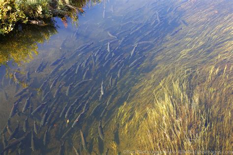 Spawning Salmon | Photos by Ron Niebrugge