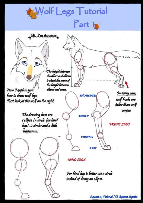 Wolf legs tutorial PART 1 | Canine drawing, Wolf sketch, Draw people ...