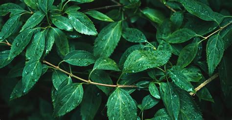 Water Droplets on Leaves · Free Stock Photo