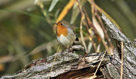 Robin Redbreast Bird - Free photo on Pixabay - Pixabay