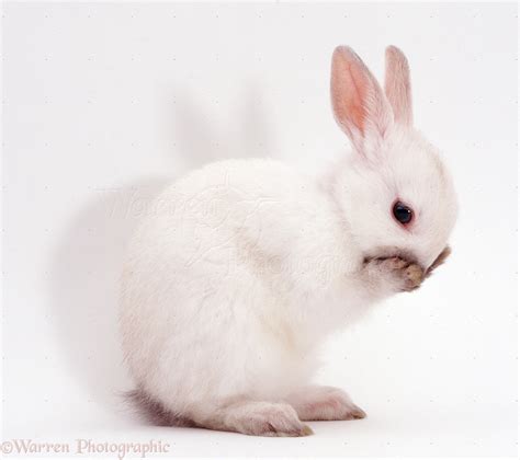 Netherland Dwarf baby rabbit photo WP06491