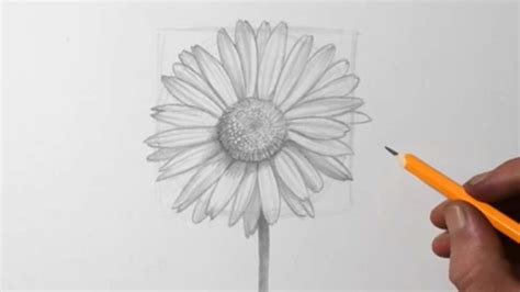 Daisy Pencil Drawing