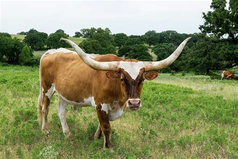 Large brown Longhorn bull with long, curved horns Photograph by Wendell ...