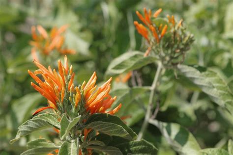 Firecracker plants bring sizzle and bursts of color to your garden ...