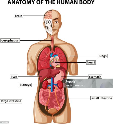Diagram Showing Anatomy Of Human Body With Names Stock Vector Art & More Images of Anatomy ...