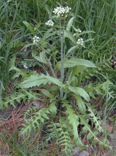 Shepherds Purse Herb 100 Seeds capsella Bursa-pastoris | Etsy