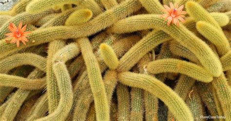 Monkey Tail Cactus Care: Learn How To Grow Cleistocactus Winteri