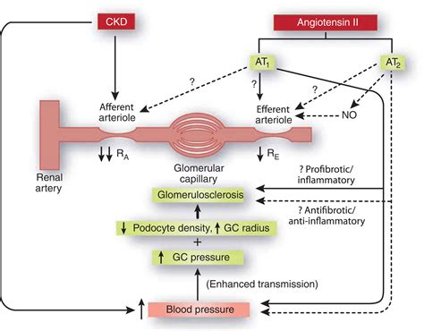 Angiotensin II type 2 receptor in chronic kidney disease: the good side of angiotensin II ...