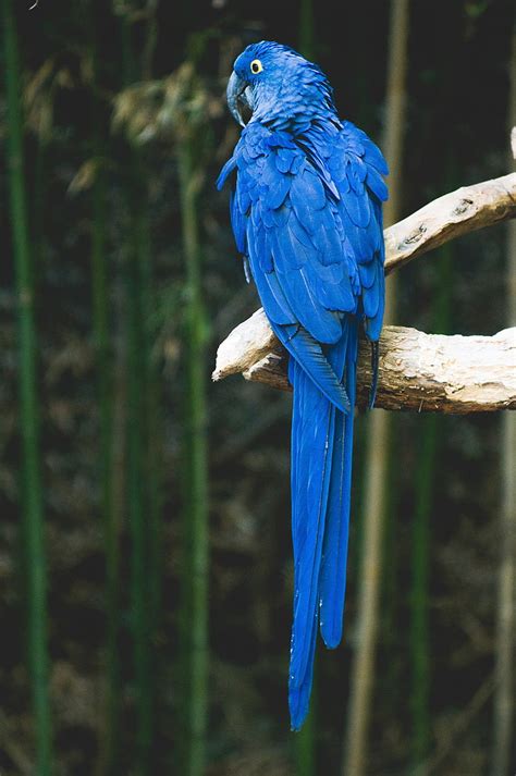 HD wallpaper: blue parrot, bird, branch, animal wildlife, animal themes ...