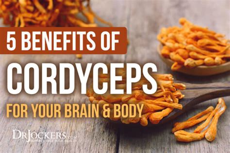 5 Benefits of Cordyceps For Your Brain and Body - DrJockers.com