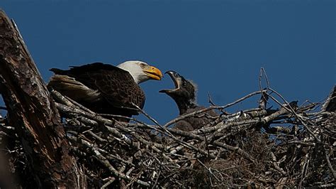 Fort Myers eagle cam: Has missing Harriet's mate moved on? What we know