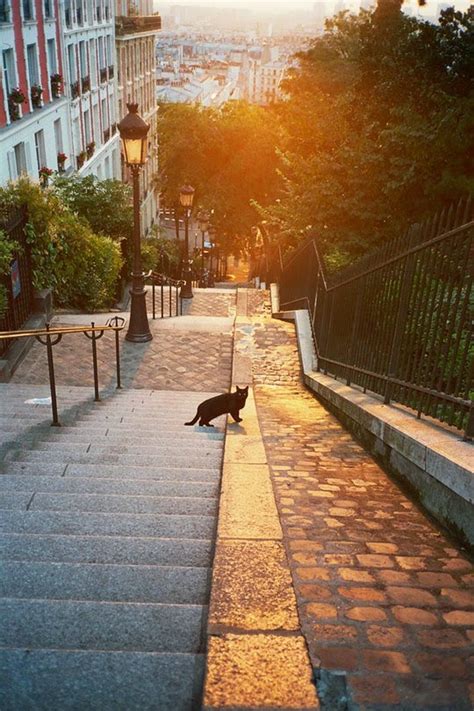 Cat from Paris {France} - Traveling Cats - Travel Pictures of Cats