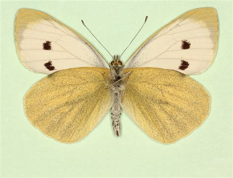 Large White (Pieris brassicae) butterfly aberrations