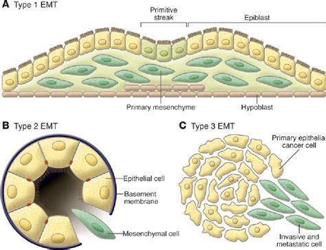 epithelial to mesenchymal transition | Semantic Scholar