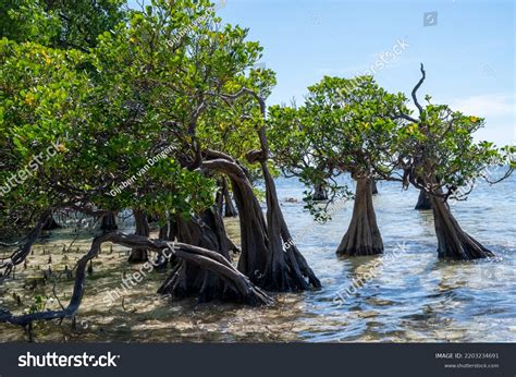 Dancing Mangrove Trees Sumba Island Stock Photo 2203234691 | Shutterstock