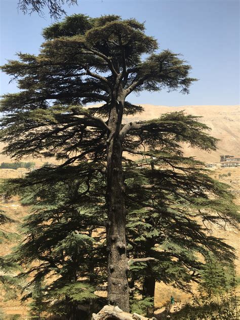 Cedar of Lebanon Tree - Trees of Joy