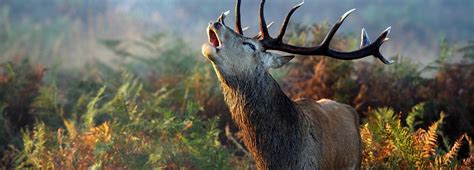 Britain’s busiest autumn animals | BBC Earth