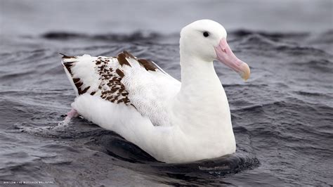 albatross, Seabird, Bird, Birds Wallpapers HD / Desktop and Mobile ...