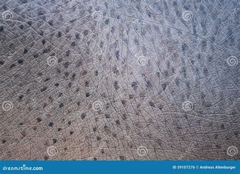 Closeup of hippo skin stock photo. Image of mammal, background - 39107276