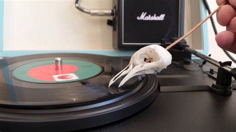 Birdie Song (Birdie Dance) 7" Single Played with a Bird Skull - YouTube