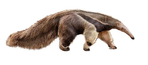 Anteater - A-Z Animals